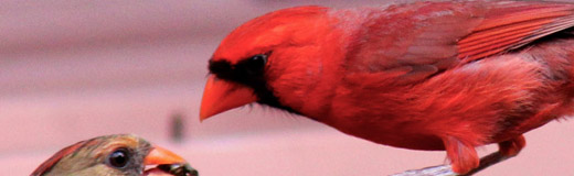 A detail of a photo of two birds